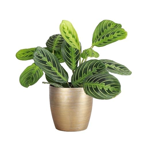 Thorsen's Greenhouse Lemon Lime Prayer Plant, Live Indoor Plant, Pet Friendly, Attractive Houseplant, Lemon Maranta, Natural Air Purifier, Easy to Grow, 4" Diameter Pot (Gold) - Image 1