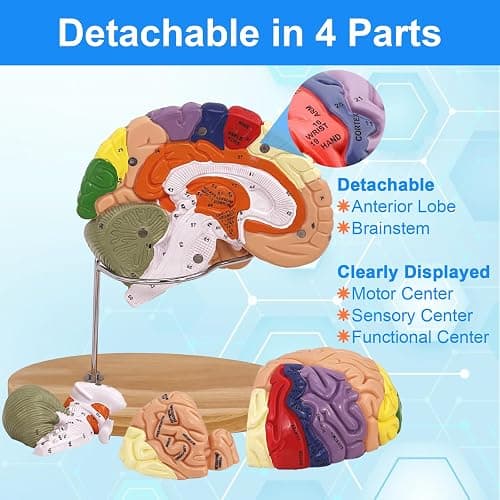 Brain Model 2X Life‑Size, Brain Anatomy Model for Neuroscience, 4‑Part Detachable 3D Brain Model with Laser‑Engraved Labels and Stand for Psychology Neuroscience Learning thumbnail 4