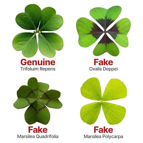 Real Four Leaf Clover Bookmark, Elegant 4 Leaf Clover Charm, Perfect Gift for Book Lovers, Preserved Four Leaf Clover in Laminated Bookmark (2pack) Made in Korea thumbnail 6