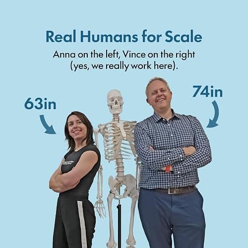 Axis Scientific Life Size Skeleton Model for Anatomy Study, Includes 3 Printed Guides, Pelvic-Mounted Rolling Stand, and US-Based Customer Service thumbnail 9