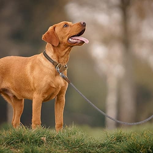 Mile High Life | Premium Leather Dog Leash | Strong Rope Leash | Leather Handle | Zinc Alloy Strong Clasp | Small Medium Large Dogs | 4/5/6 Feet(Brown, 72 Inch (Pack of 1)) thumbnail 6
