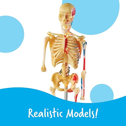 Learning Resources Anatomy Models Bundle Set - Skeleton and Physiology, Human Body Model , Science Classroom Must Haves, Biology Teacher Supplies, Interactive Homeschool Projects, Montessori thumbnail 4