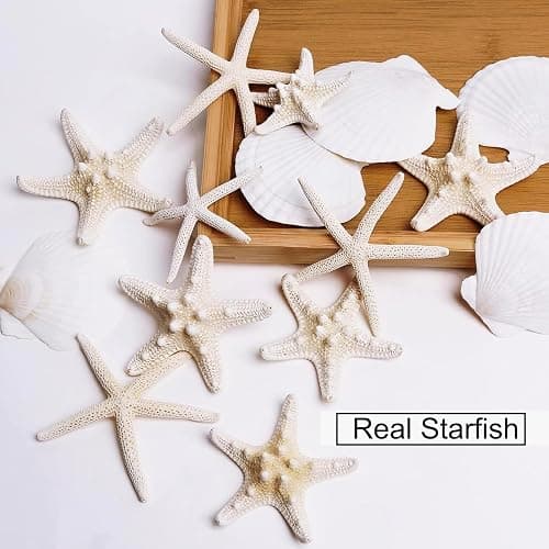JQAQJU 3-4 Inches Large Starfish and Scallop Shells for Crafts 12PCS, Natural Beach Sea Shells for Crafting, Baking Shells Perfect for White Christmas Decor Beach Party Wedding Fishtank DIY Crafts thumbnail 6