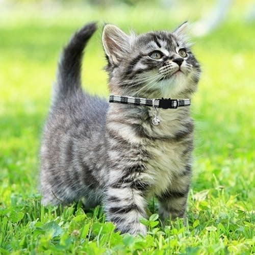 MJIYA Cat Collar with Bell, Breakaway Grid Collar with Plastic Buckle, Light Adjustable, Nylon, Kitty Collars thumbnail 5