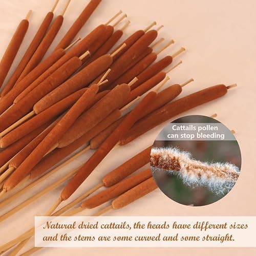 Dried Natural Brown Cattails Flowers - 20PCS Real Broadleaf Pencil Cattail Stems Bundles, 17'' Bulrush Plants Dry Flower for DIY Floral Arrangements, Wedding Home Office Gardens Decor thumbnail 4