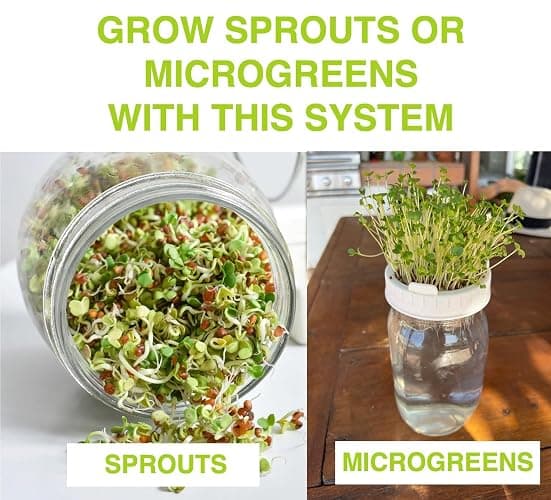 Premium Seed Sprouting Kit & Green Onion Regrower – 2 Wide-Mouth Mason Jars with Sprout Lids, Stainless Stand, Drain Tray, Blackout Sleeves & Cleaning Brush for Broccoli, Alfalfa & Mung Beans thumbnail 5