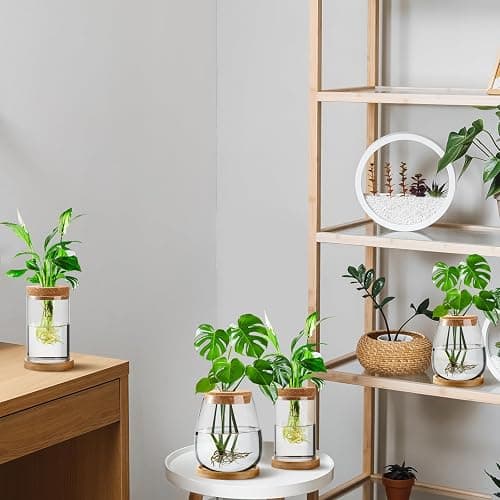 Layhit 4 Pcs Plants Propagation Stations vases Glass Planters with Wooden Lid and Bamboo Stand for Hydroponic Plants Gardening Gifts for Women Mom Home Office Tabletop Decoration(Classic Style) - Classic Style thumbnail 6