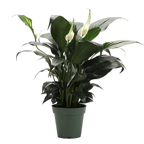 Live Peace Lily Plant, Spathyphylum, Low Light, Live Indoor Plant, 4" Diameter Pot - Image 1
