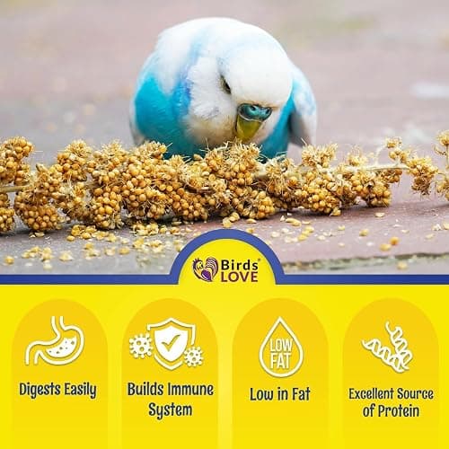 Birds LOVE Millet Tips & Tails for Birds - Parakeets, Cockatiels, Lovebirds, Finches, Budgies, Canaries, Cockatoos - Natural & Healthy Millet for Birds - Parakeet Food & Treats for All Parrots, 1lb thumbnail 5