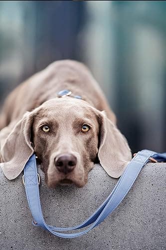 Soft Leather Dog Collar and Leash (6.6') Set - Stylish Rose Gold Heavy Duty Metal Buckle, 4 Adjustable Lengths Leash for Small Medium Large Dogs - Comfortable & Easy to Clean BluePurple L(15.4"-24.8") thumbnail 7
