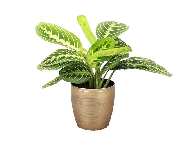 Thorsen's Greenhouse Lemon Lime Prayer Plant, Live Indoor Plant, Pet Friendly, Attractive Houseplant, Lemon Maranta, Natural Air Purifier, Easy to Grow, 4" Diameter Pot (Gold) thumbnail 2