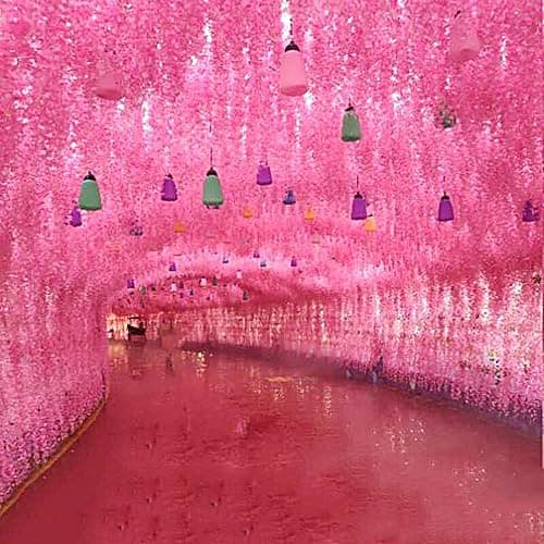 WONICE Artificial Wisteria Hanging Flowers-Fake Wisteria Flower Garland Silk Vines Rattan Decor for Home Wedding Arch Wall Garden Greenery Bedroom Outdoor Office Party Decoration(36, Dark Pink) thumbnail 8