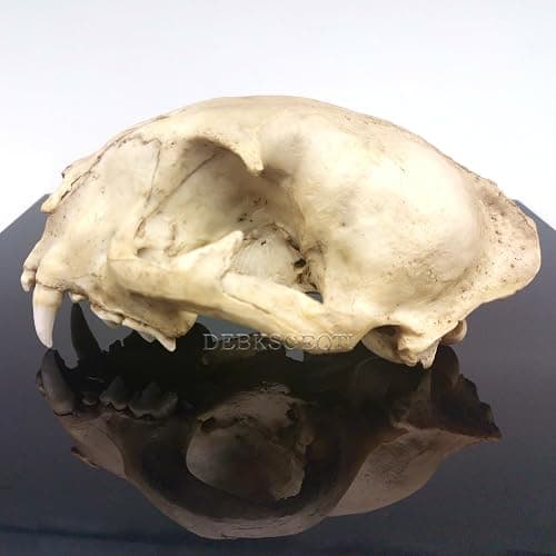 DEBKSGEOTI Female Cougar Skull Feline Model Synthetic 1:1 Puma Concolor Anatomy and Physiology Education Synthetic Replica thumbnail 7