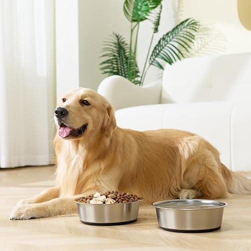 dog bowl thumbnail 6