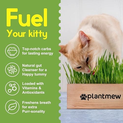 Cat Grass Kit for Indoor Cats - 3 Pack with Cat Grass Seeds, Nutrient Soil & Wooden Planter Pots | Complete Growing Set for Fresh Pet Grass (Non-GMO Wheat Grass) thumbnail 5