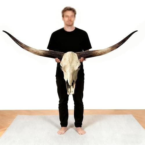 JUNTHORB 70in Longhorn Wall Decor, Extra Large Authentic Croissant，Cow Skull Wall Decor，cow horns, cow horn wall decoration, long horn skull，Handmade Farmhouse Decor thumbnail 8