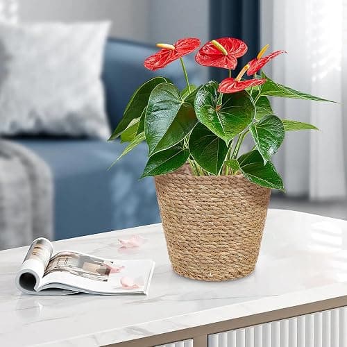 Balacoo Woven Plant Basket: Pot Basket Planter Seagrass Basket Wicker Baskets Natural Storage Pot for Storage Laundry thumbnail 7