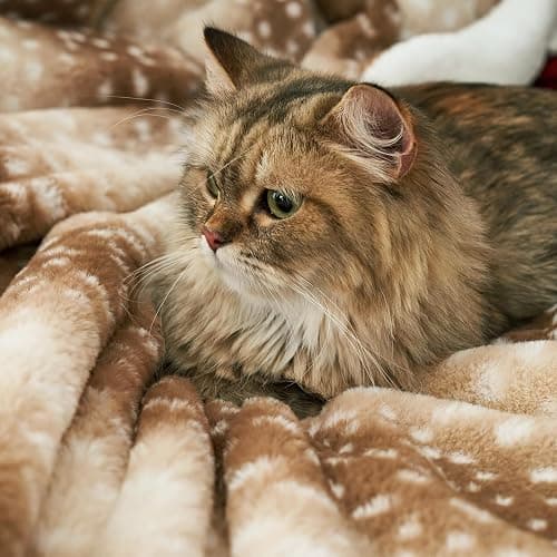 Cozy Bliss Luxury Faux Fur Throw Blanket Animal Striped Print, Non Shedding Double Sided Sherpa Blankets Super Soft Fluffy Thick Warm Throws Home Decor for Couch Bed Sofa Women (Brown, 50x60 Inches) thumbnail 8