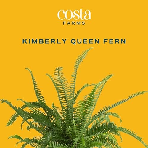 Costa Farms Kimberly Queen Fern Live Plant in Decorative Pot, Indoor & Outdoor Houseplant, Perfect for Home, Room, or Office Decor, Great House Warming or Birthday Gift, 12-18 Inches Tall thumbnail 3