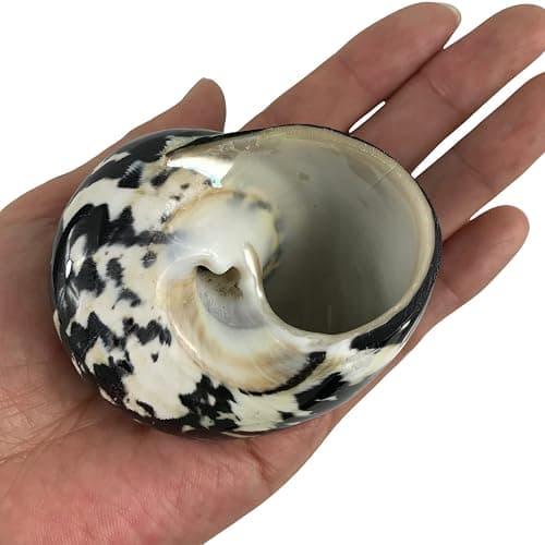 MMvloesy 1PC Black Polished Magpie Turbo Sea Shell, Hermit Crab Shells for DIY Beach Theme Party Home Decor 2.5"-3" Inch thumbnail 2