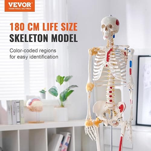 VEVOR Human Skeleton Model for Anatomy, 71.65" Life Size, Accurate PVC Anatomy Skeleton Model with Ligaments, Movable Arms, Legs & Jaw, with Muscle Origin & Insertion Points, for Professional Teaching thumbnail 4