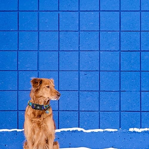 Elegant little tail Dog Collar-Cute Pet Dog Collar Blue Star Rocket Print Cotton Soft Girl Puppy Adjustable Pet Collars for Small Medium Large Dogs thumbnail 5