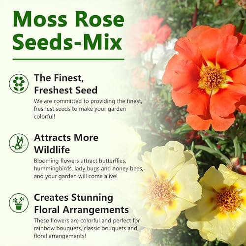 Moss Rose Seeds, 10,000+ Bulk Flower Seeds for Planting Outdoors(99% Pure Live, Non-GMO), Mixed Colors and Large Blooms, Attracts Pollinators, Easy to Grow thumbnail 6
