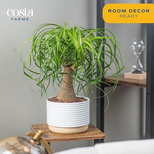 Costa Farms Ponytail Palm Live Plant in Decorative Pot, Easy to Maintain Indoor Houseplant, Perfect for Home, Room, or Office Decor, Great House Warming or Birthday Gift, 12-22 Inches Tall thumbnail 2