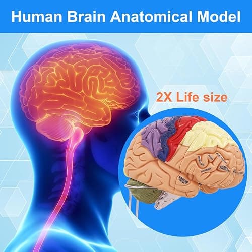 Brain Model 2X Life‑Size, Brain Anatomy Model for Neuroscience, 4‑Part Detachable 3D Brain Model with Laser‑Engraved Labels and Stand for Psychology Neuroscience Learning thumbnail 7