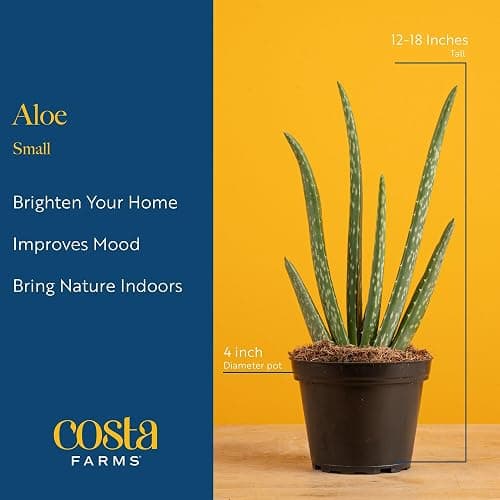 Costa Farms Aloe Vera Live Plants in Plastic Pots, Easy to Maintain, Air Purifying Indoor Succulents, Houseplants for Home, Room, or Office Decor, House Warming or Birthday Gift, 12-18, Pack of 2 thumbnail 4