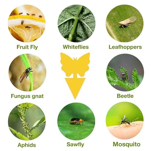40 Pack Fungus Gnat Traps for House Indoor, Fungus Traps Fruit Fly Traps for Indoors Gnats Sticky Traps for Plants Yellow Sticky Traps for Gnats thumbnail 7
