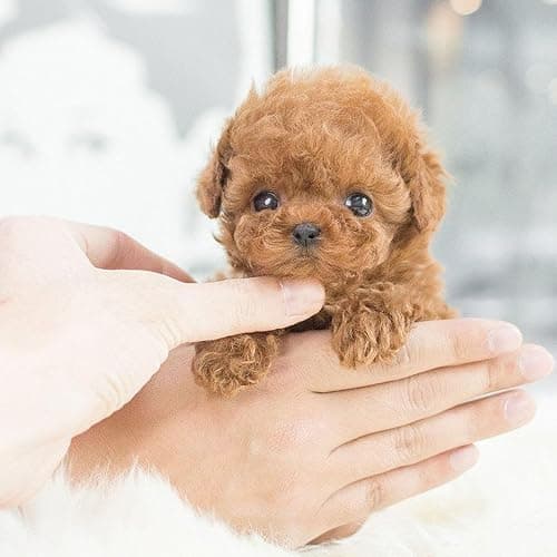 Interactive Walking Dog Toys for Kids 2025 New My Realistic Robot Puppy,An Puppy Toy That Can Walk, Bark And Wag Its Tail An Adult Behaves Like A Real Dog, Plush For Boys Girls Present Gifts - @001 thumbnail 4