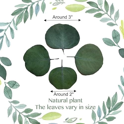 300+ Pcs Dried Real Eucalyptus Leaves, Rustic Boho Wedding Table Decor, 100% Natural Preserved Silver Dollar Eucalyptus Decor Green Leaves, Biodegradable Confetti for Weeding, DIY, Baby Shower, Cake1 thumbnail 2