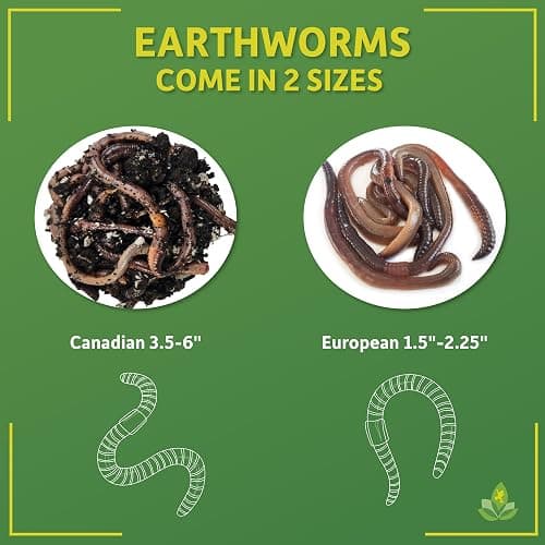 Josh's Frogs Nightcrawlers/Earthworms - 'Lumbricus terrestris' (8 oz) thumbnail 3