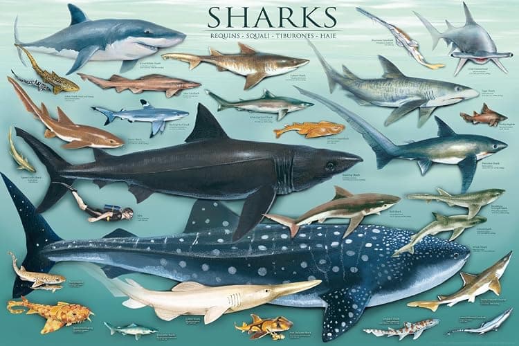 Eurographics 2450-0079 Sharks, Poster by 24 X 36 - Image 1