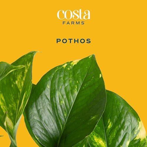 Costa Farms Golden Pothos Live Plant, Easy Care Indoor House Plant in Grower's Pot, Potting Soil, Great for Outdoor Hanging Planter or Basket, Housewarming Gift, Desk Decor, Room Decor, 10-Inches Tall thumbnail 2