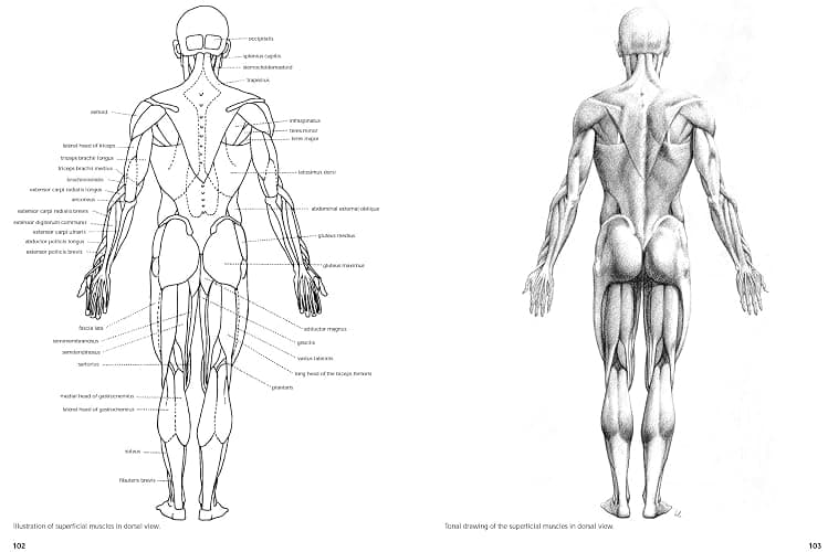 Figure Drawing: A Complete Guide (Art of Drawing) thumbnail 8