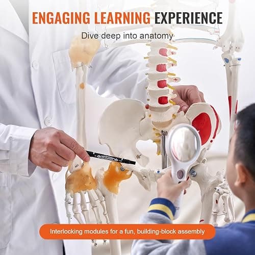 VEVOR Human Skeleton Model for Anatomy, 71.65" Life Size, Accurate PVC Anatomy Skeleton Model with Ligaments, Movable Arms, Legs & Jaw, with Muscle Origin & Insertion Points, for Professional Teaching thumbnail 5