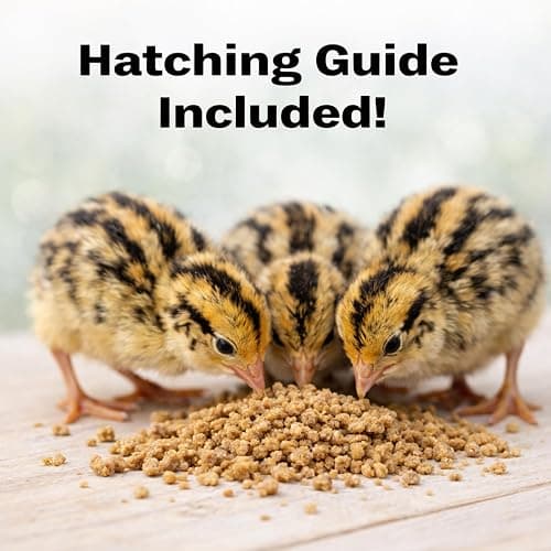 Daily Bread Homestead Coturnix Quail Fertile Hatching Eggs - 12ct + Extras thumbnail 3