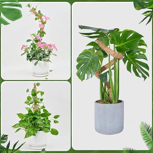 Bendable Moss Pole for Plants, SproutMaven 2 x 23.6/60cm Inch Monstera Moss Pole kit for Climbing Plants Handmade Slim Plant Stakes for Indoor Plants thumbnail 6