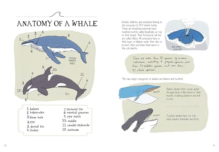 Ocean Anatomy: The Curious Parts & Pieces of the World under the Sea thumbnail 4