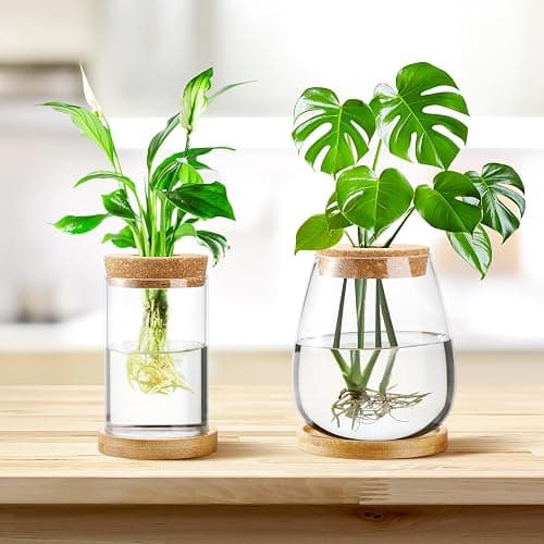 Layhit 4 Pcs Plants Propagation Stations vases Glass Planters with Wooden Lid and Bamboo Stand for Hydroponic Plants Gardening Gifts for Women Mom Home Office Tabletop Decoration(Classic Style) - Classic Style thumbnail 5