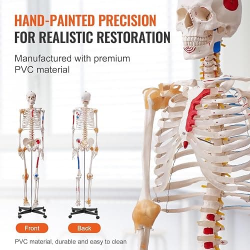VEVOR Human Skeleton Model for Anatomy, 71.65" Life Size, Accurate PVC Anatomy Skeleton Model with Ligaments, Movable Arms, Legs & Jaw, with Muscle Origin & Insertion Points, for Professional Teaching thumbnail 7