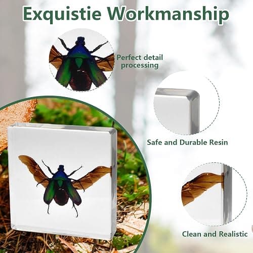 8 Pcs Taxidermy Beetles in Resin, 1 Large & 7 Small Beetles Specimens Insect Resin Set for Entomology Education Kit, Biology Display Supplies, Oddities and Curiosities Gifts Bug Collection(Chafer) thumbnail 6