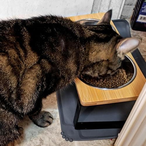 Elevated Whisker Friendly Cat Bowls, 15 Tilted Stand Anti Vomiting Raised Dishes for Food and Water, Stainless Steel Bowls for Cats and Puppy thumbnail 7