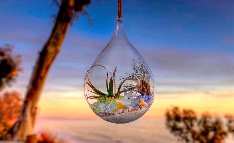 SuperMoss (90422) Beach Terrarium DIY Kit – Create Stunning Nature-Inspired Mini Gardens – Perfect for Home Decor, Office Gifts, and Plant Lovers, Appx 4 Oz thumbnail 3