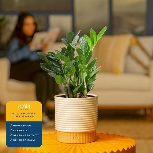 Costa Farms ZZ Live Plant in Decorative Pot, Easy to Maintain, Air Purifying Indoor Houseplant, Perfect for Home, Room, or Office Decor, Great House Warming or Birthday Gift, 12-20 Inches Tall thumbnail 5