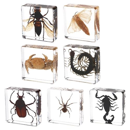 Hudirgo 7 Pcs Real Taxidermy Bugs - Insects in Resin for School Lab Entomology Dissection, Bugs in Resin Gifts for Specimen Collector, Family Or Friends (1.5 X 1.5 X 0.6 Inch) - Image 1