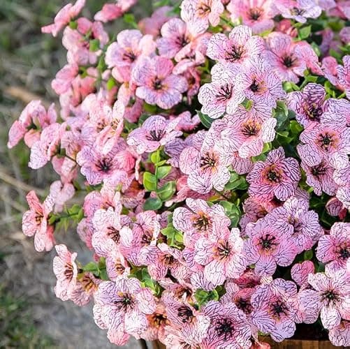 HyeFlora Artificial Flowers for Outdoor Indoor Garden Home Decoration, Faux Flower Daisy with Eucalyptus Leaves Fake Plants Greenery Boxwood Porch Patio, 12 Bundles (Pink) thumbnail 3