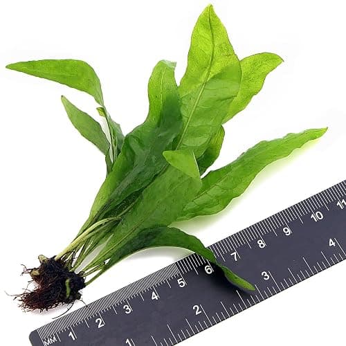 3X Bunches Java Fern Live Aquarium Plants Microsorum Pteropus Rhizome K2AQUA thumbnail 2